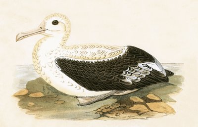 Albatros errante, ilustración de 