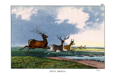 Wapiti de English School