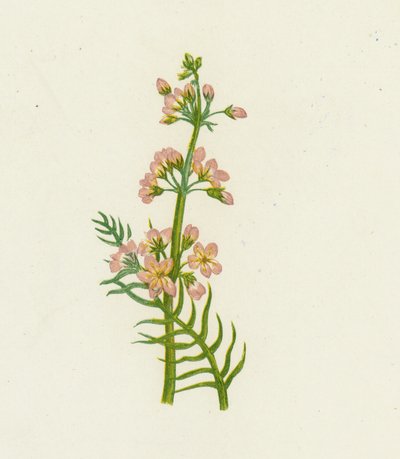 Violeta de agua, Hottonia Palustris de English School