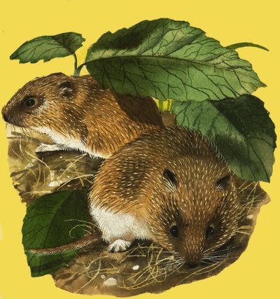 Ratas de agua de English School