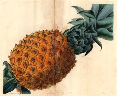 Piña ondulada de la "Pomological Magazine" de John Lindley de English School