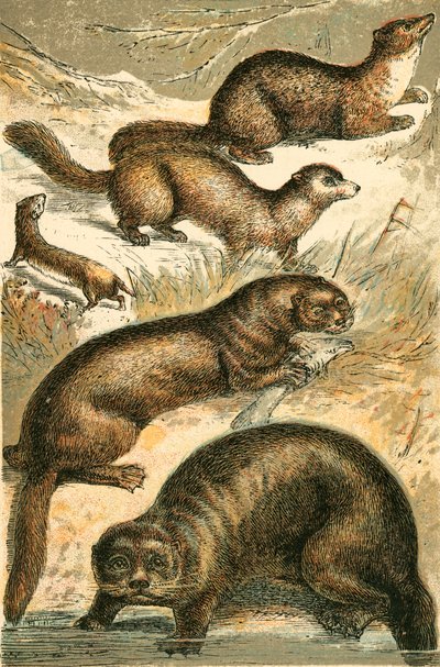 Comadreja, marta, armiño, nutria y nutria marina de English School