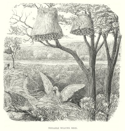 Pájaros tejedores (grabado) de English School