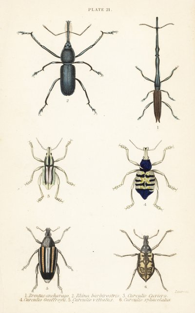 Gorgojos: Brentus ancharago 1, Rhina barbirostris 2, Curculio cuviera 3, Eupholus geoffroyi 4, Larinus ursus 5 y Curculio sphacelatus 6 de English School