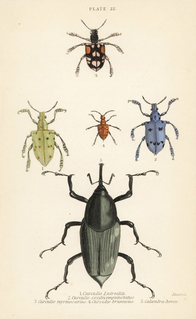 Gorgojos y escarabajos: Curculio latreillii 1, Curculio sexdecempunctatus 2, Trichaptus mutillarius 3, Pissodes castaneus 4 y Calandra heros 5 de English School