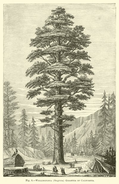 Wellingtonia (Sequoia) gigantea de California de English School