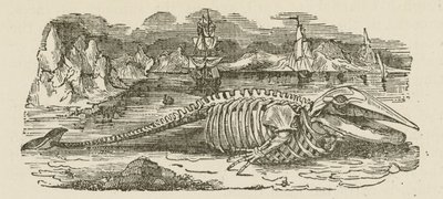 Esqueleto de ballena (grabado) de English School