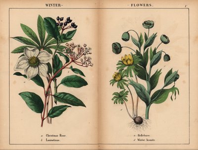 Rosa de Navidad blanca, laurustinus blanco, eléboro verde y acónito de invierno amarillo.  , de "The Instructive Picturebook, or Lessons from the Vegetable World", [Charlotte Mary Yonge], Edimburgo de English School