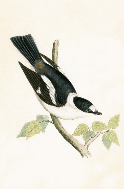 Papamoscas de collar blanco, ilustración de 