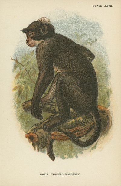 El mangabey de corona blanca de English School