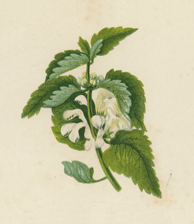 Ortiga blanca muerta, Lamium Album (litografía en color) de English School