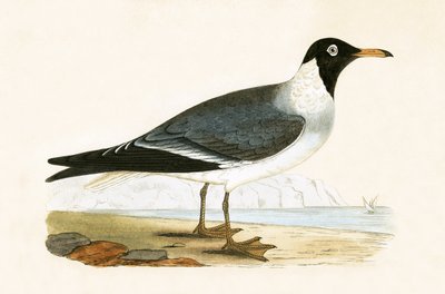 Gaviota de ojos blancos, ilustración de 