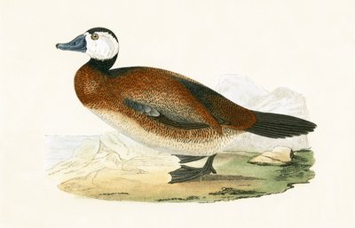 Pato de cabeza blanca, ilustración de 