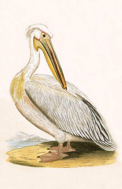 Pelícano Blanco, ilustración de 