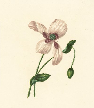Amapola blanca, Papaver Somniferum (litografía en color) de English School