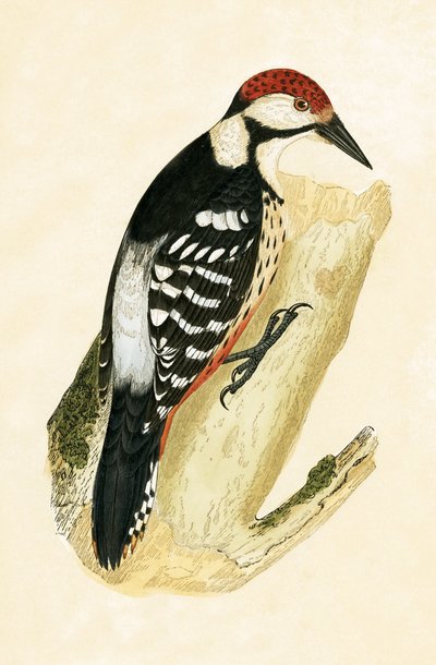 Pico de lomo blanco, ilustración de 