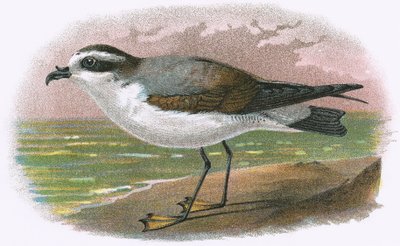 Petrel de vientre blanco de English School