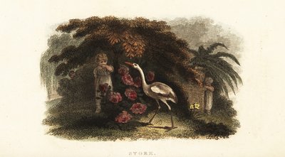 Cigüeña blanca, Ciconia ciconia, jugando al escondite con niños en un jardín de English School
