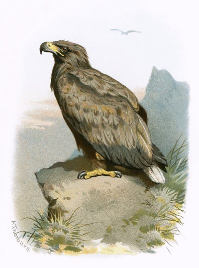 Águila de cola blanca de English School