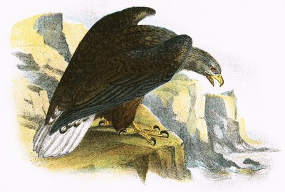 Águila marina de cola blanca de English School