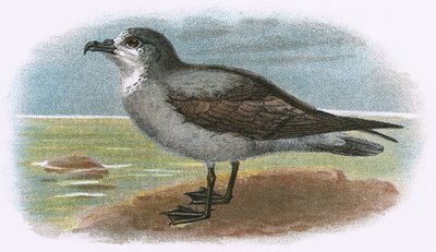 Petrel de garganta blanca de English School