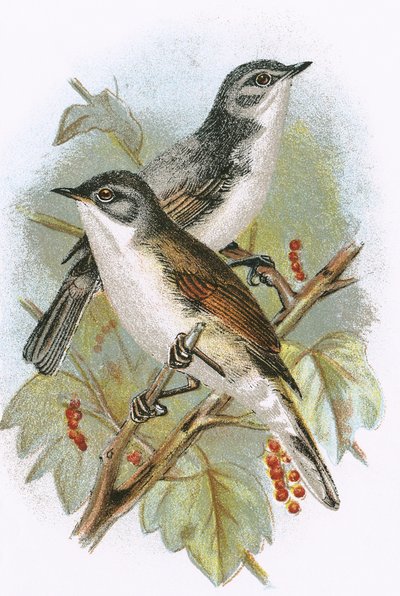 Curruca zarcera (abajo) y curruca mosquitera (arriba) de English School