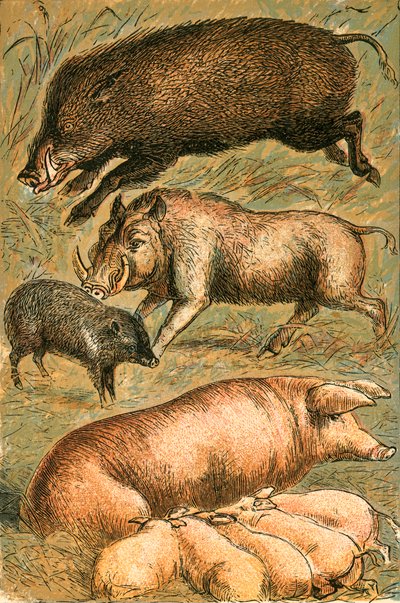 Jabalí, Facóquero, Pecarí, Cerda y Lechones de English School