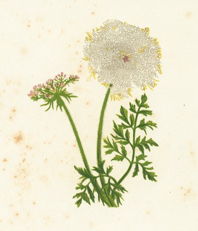 Zanahoria Silvestre, Daucus Carota de English School