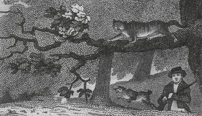 Gato salvaje (grabado) de English School