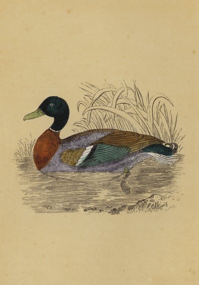 Pato salvaje de English School