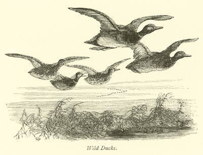 Patos salvajes de English School