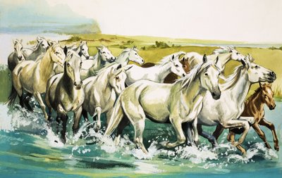 Caballos salvajes de la Camarga, 1971 de English School