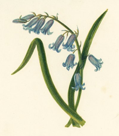 Jacinto silvestre, Hyacinthus Non-scriptus (litografía en color) de English School