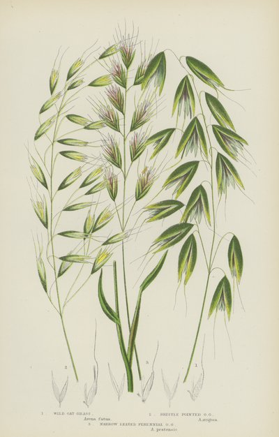 Hierba de avena silvestre, hierba de avena puntiaguda, hierba de avena perenne de hoja estrecha (litografía en color) de English School