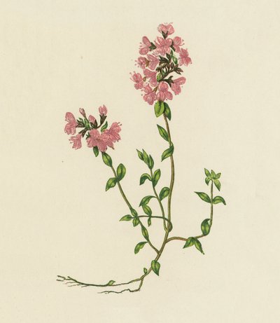 Tomillo silvestre, Thymus Serpyllum (litografía en color) de English School