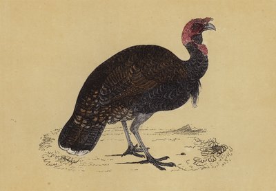 Pavo salvaje (litografía en color) de English School