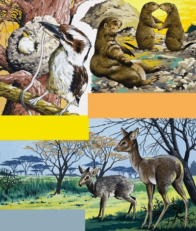 Montaje de animales salvajes de English School