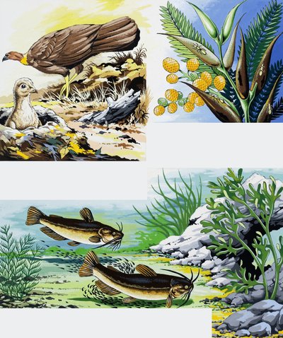 Montaje de animales salvajes de English School