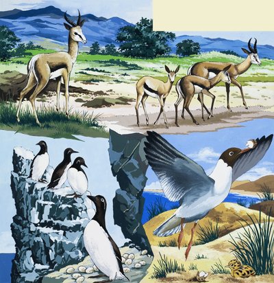 Montaje de animales salvajes de English School