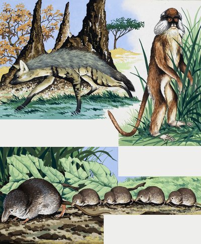 Montaje de animales salvajes de English School