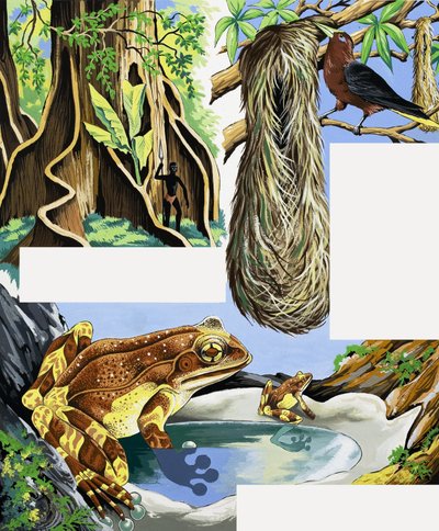 Montaje de animales salvajes de English School
