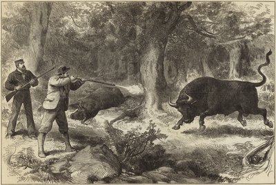 Caza de toros salvajes en las Islas Galápagos de English School