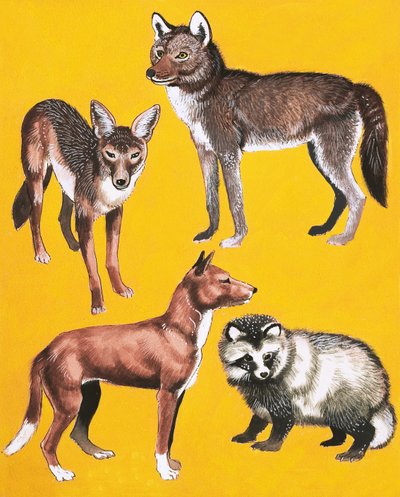 Montaje de perros salvajes de English School