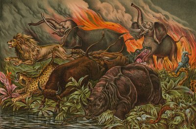 Juego salvaje de África huyendo del fuego de English School