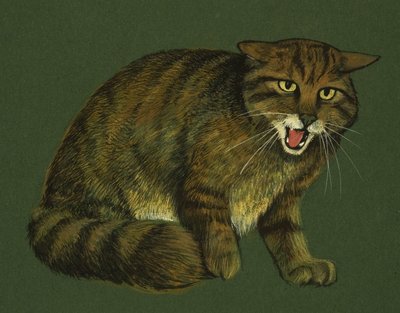 Gato Montés de English School