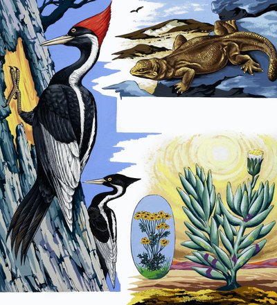 Montaje de vida silvestre de English School