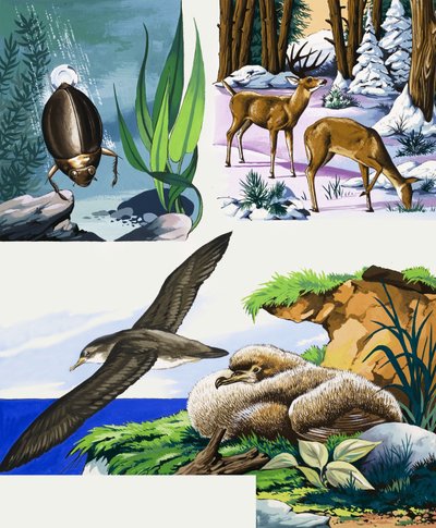 Montaje de vida silvestre de English School