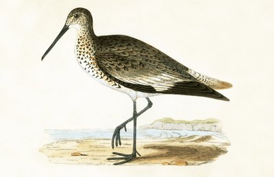 Willet, ilustración de 