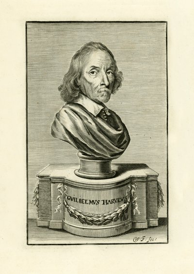 William Harvey de English School