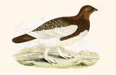 Perdiz nival, ilustración de 